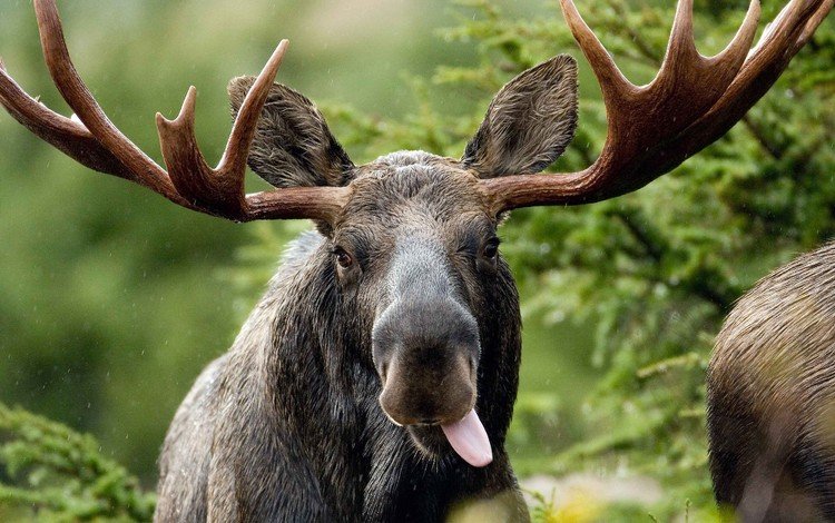 морда, взгляд, рога, язык, дикая природа, лось, face, look, horns, language, wildlife, moose