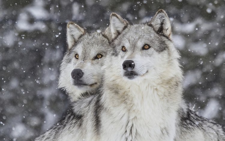 зима, хищник, волки, волк, снегопад, winter, predator, wolves, wolf, snowfall