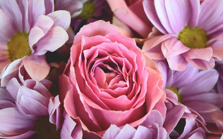 цветы, розы, букет, герберы, розовые красивые, flowers, roses, bouquet, gerbera, pink beautiful