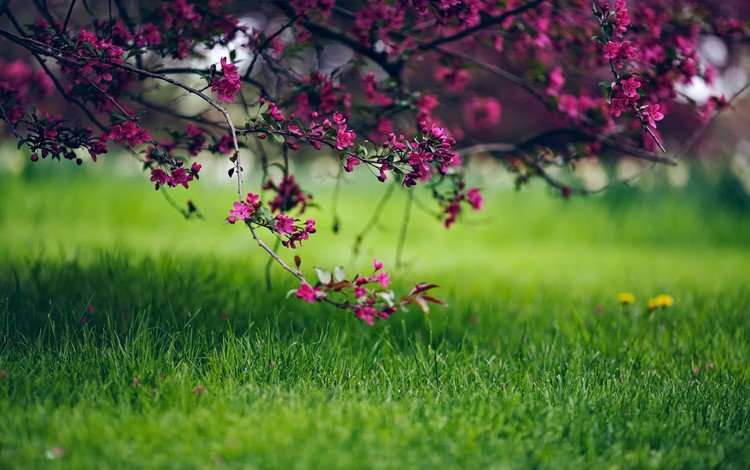 трава, природа, цветение, ветки, весна, grass, nature, flowering, branches, spring