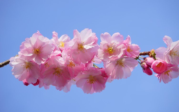 цветы, ветка, природа, цветение, лепестки, весна, розовые, сакура, flowers, branch, nature, flowering, petals, spring, pink, sakura