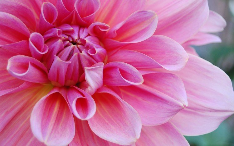 цветок, лепестки, розовый, георгин, крупным планом, flower, petals, pink, dahlia, closeup