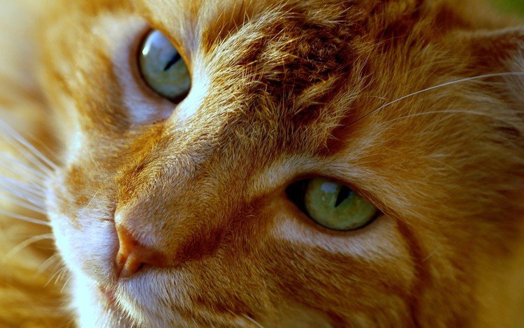 глаза, кот, мордочка, усы, кошка, взгляд, рыжий, eyes, cat, muzzle, mustache, look, red