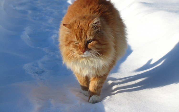 снег, зима, кот, мордочка, усы, кошка, взгляд, ушки, рыжий, red, snow, winter, cat, muzzle, mustache, look, ears