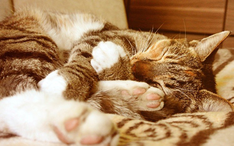 кот, мордочка, кошка, сон, лапки, cat, muzzle, sleep, legs