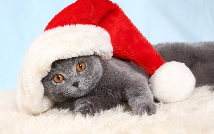 кот, мордочка, кошка, взгляд, шапка, праздник, британская короткошерстная, колпак санты, cat, muzzle, look, hat, holiday, british shorthair
