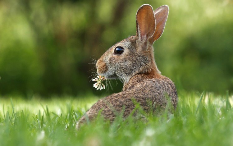 трава, цветок, кролик, животное, уши, зверек, заяц, грызун, grass, flower, rabbit, animal, ears, hare, rodent