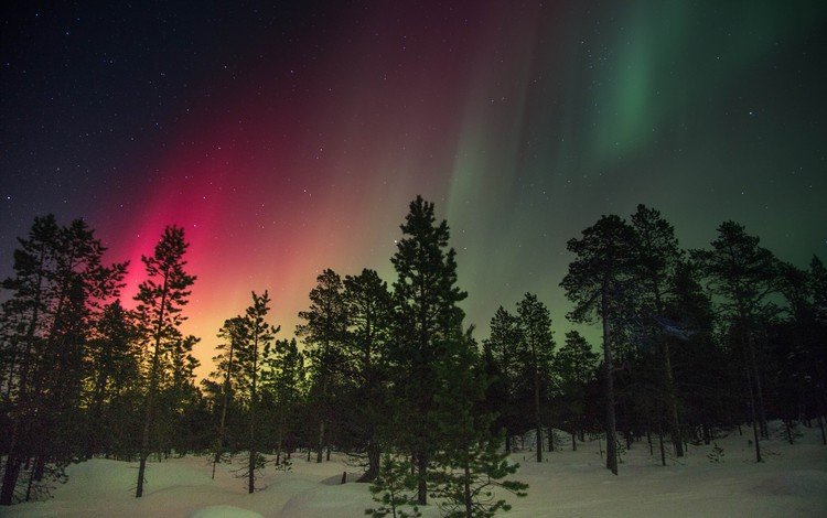 деревья, снег, зима, свечение, северное сияние, финляндия, trees, snow, winter, glow, northern lights, finland