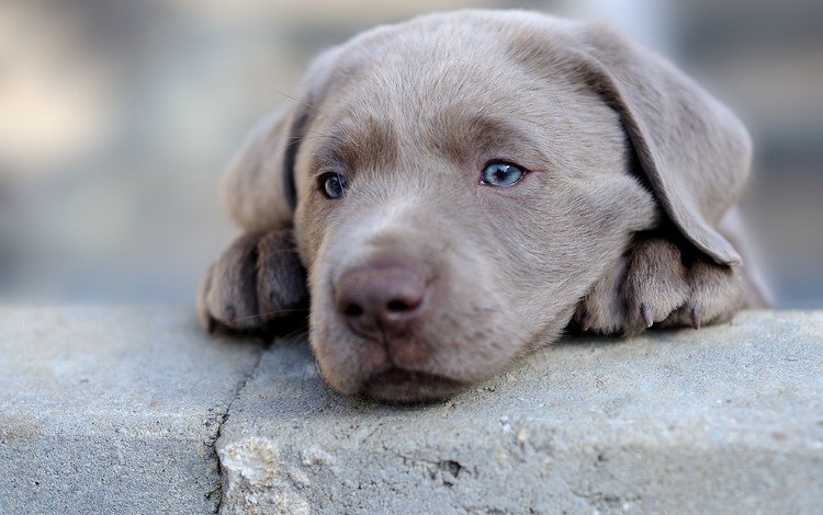 мордочка, собака, щенок, голубые глаза, лапки, веймаранер, muzzle, dog, puppy, blue eyes, legs, the weimaraner