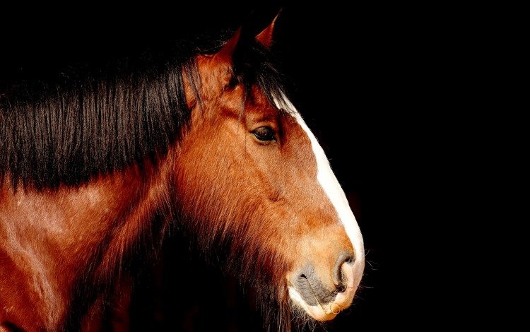 лошадь, профиль, черный фон, конь, грива, horse, profile, black background, mane