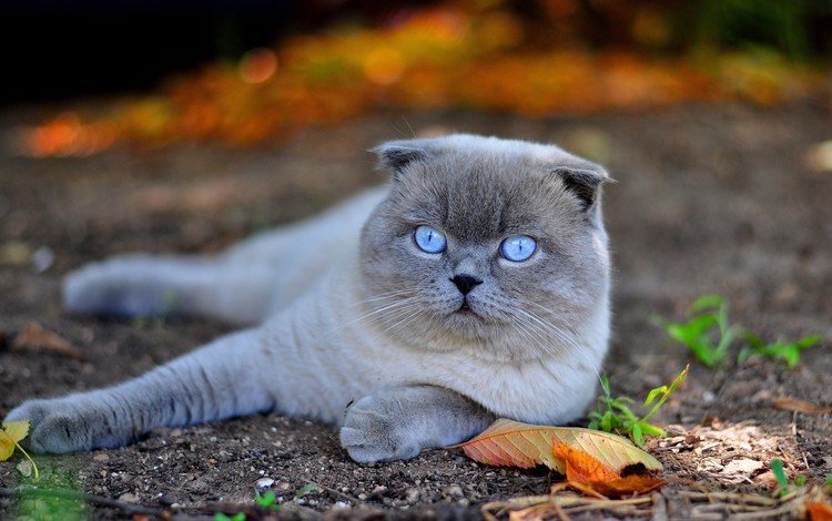 кот, мордочка, кошка, взгляд, голубые глаза, лапки, шотландская вислоухая, осенний лист, cat, muzzle, look, blue eyes, legs, scottish fold