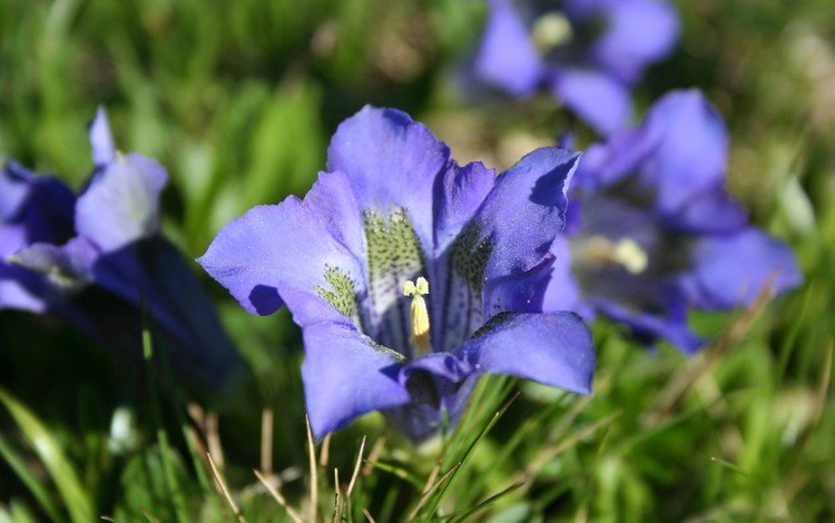 цветы, трава, природа, лепестки, синие, горечавка, flowers, grass, nature, petals, blue