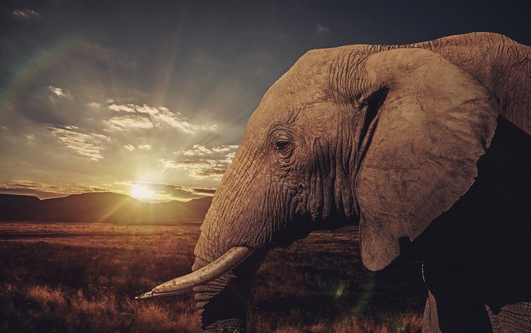 закат, слон, профиль, уши, саванна, бивни, sunset, elephant, profile, ears, savannah, tusks