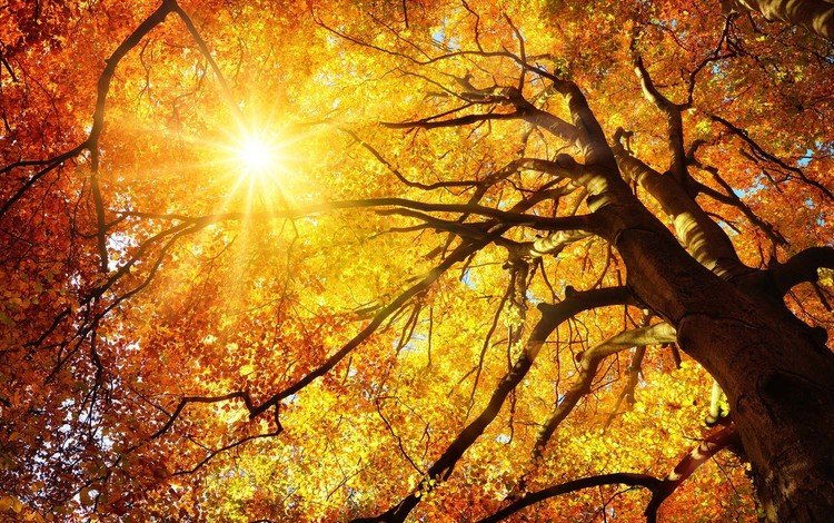 деревья, природа, листья, ветки, осень, ствол, солнечные лучи, trees, nature, leaves, branches, autumn, trunk, the sun's rays
