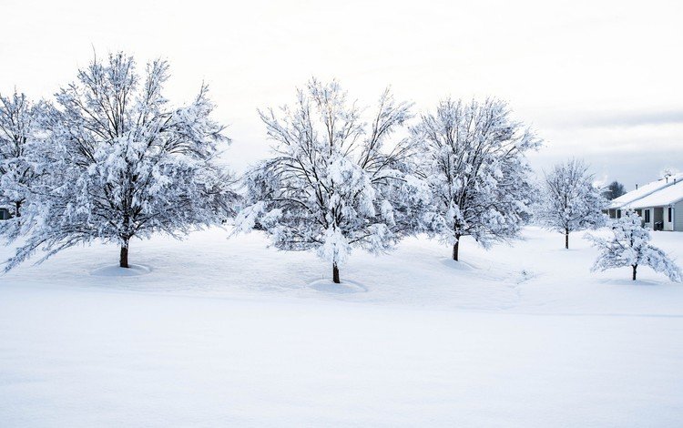 деревья, снег, природа, зима, пейзаж, дом, trees, snow, nature, winter, landscape, house