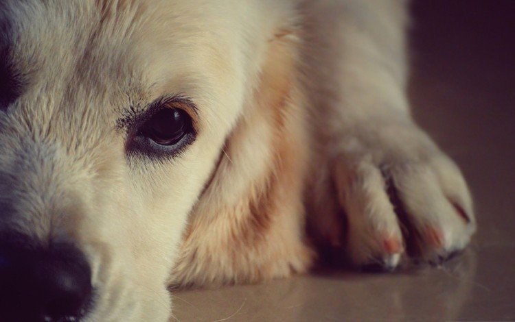глаза, морда, собака, нос, золотистый ретривер, крупным планом, eyes, face, dog, nose, golden retriever, closeup