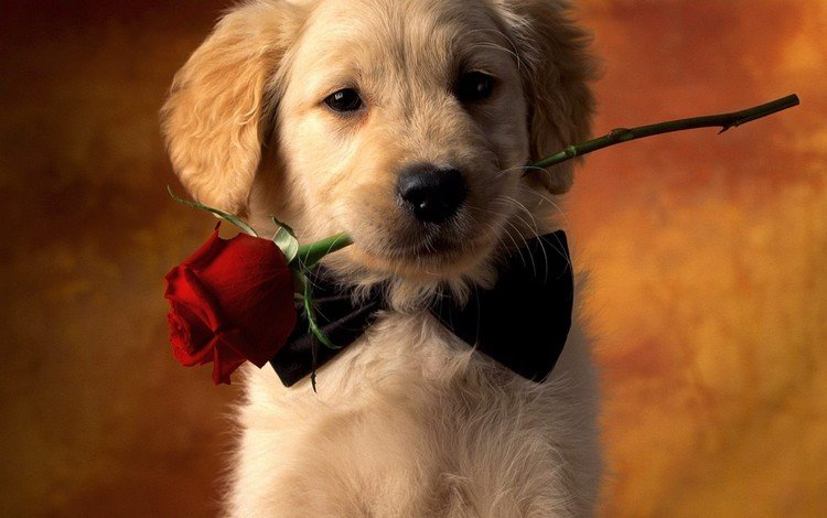 цветок, собака, щенок, красная роза, золотистый ретривер, flower, dog, puppy, red rose, golden retriever