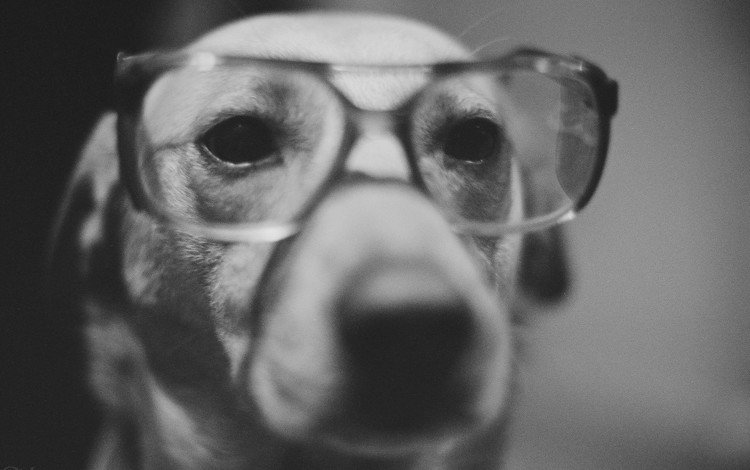 мордочка, взгляд, очки, чёрно-белое, собака, нос, muzzle, look, glasses, black and white, dog, nose