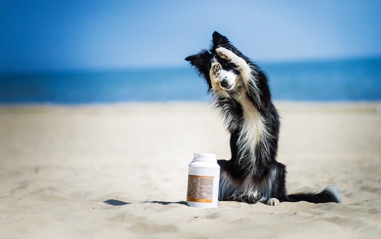 песок, пляж, мордочка, собака, лапки, бордер-колли, sand, beach, muzzle, dog, legs, the border collie