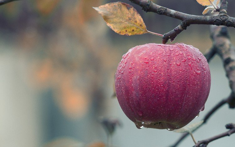 фрукты, осень, яблоко, плоды, капли дождя, fruit, autumn, apple, raindrops