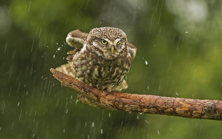 сова, птица, клюв, дождь, перья, сук, домовый сыч, owl, bird, beak, rain, feathers, bitches, the little owl