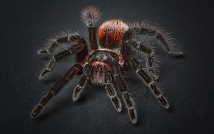 черный фон, паук, крупным планом, членистоногие, тарантул, black background, spider, closeup, arthropods, tarantula