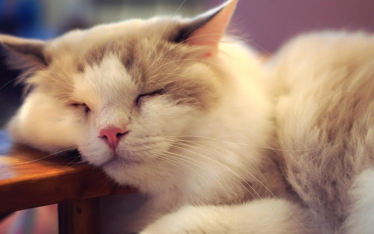 кот, мордочка, усы, кошка, спит, cat, muzzle, mustache, sleeping