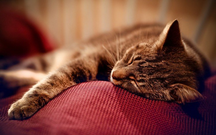 кот, мордочка, усы, кошка, спит, лапка, cat, muzzle, mustache, sleeping, foot