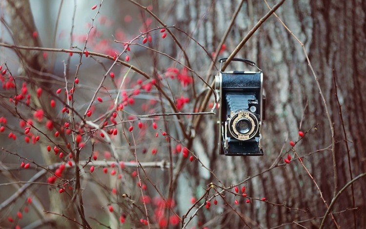 природа, фон, ветки, фотоаппарат, ягоды, куст, камера, nature, background, branches, the camera, berries, bush, camera