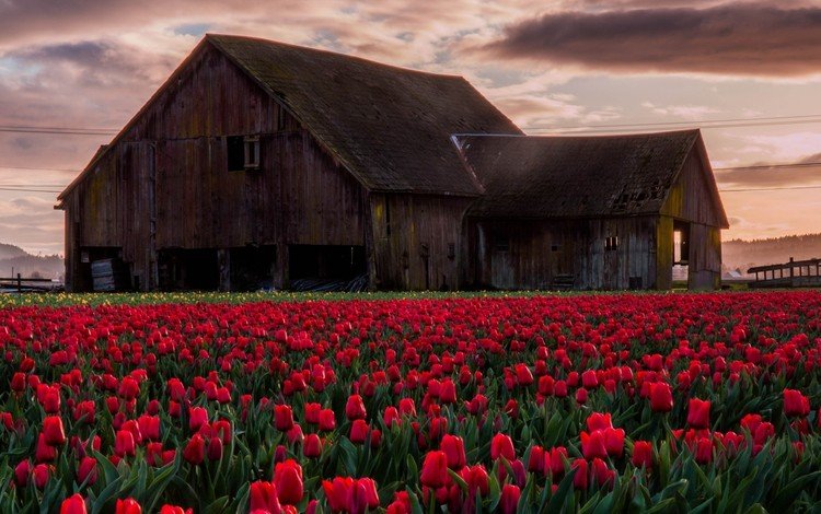 небо, цветы, облака, закат, поле, дом, тюльпаны, тульпаны, the sky, flowers, clouds, sunset, field, house, tulips
