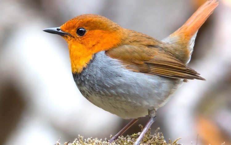 птица, клюв, перья, оперение, зарянка, малиновка, bird, beak, feathers, tail, robin