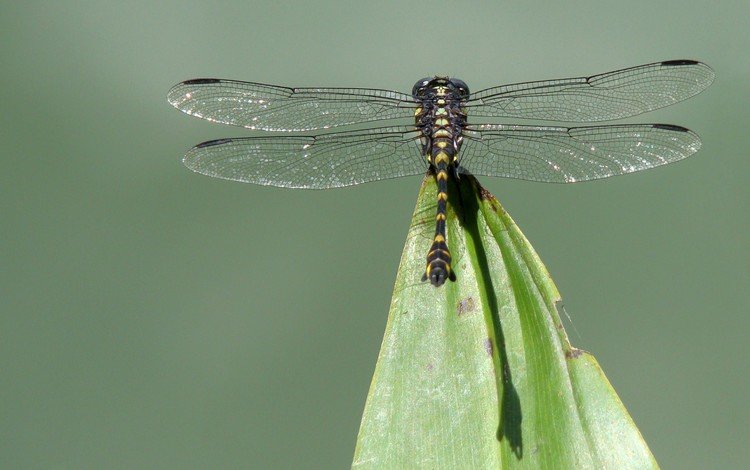насекомое, крылья, лист, стрекоза, insect, wings, sheet, dragonfly