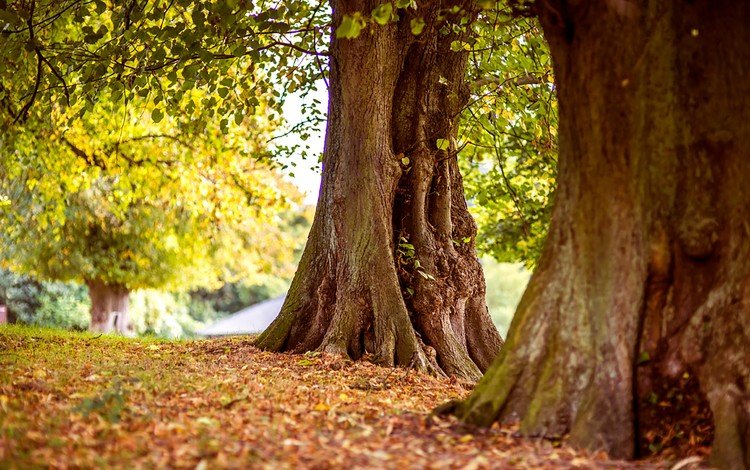 деревья, природа, стволы, листва, осень, trees, nature, trunks, foliage, autumn