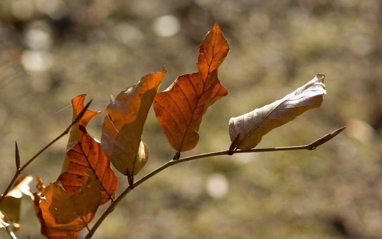 ветка, природа, листья, осень, боке, сухие листья, branch, nature, leaves, autumn, bokeh, dry leaves