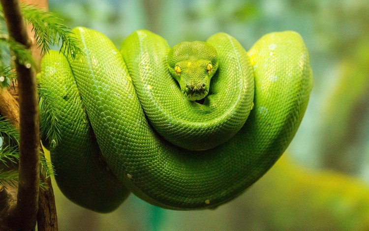 змея, питон, рептилия, зеленый древесный питон, зеленый питон, древесный питон, snake, python, reptile