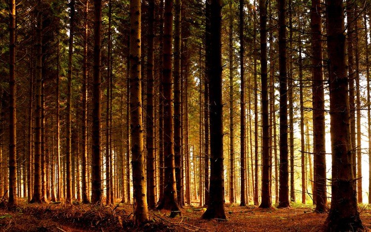 деревья, природа, лес, стволы, осень, солнечный свет, trees, nature, forest, trunks, autumn, sunlight