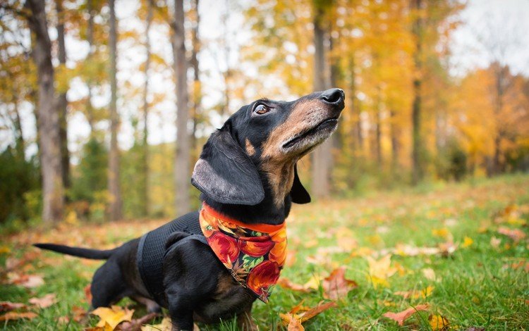 деревья, листья, мордочка, взгляд, осень, собака, такса, платок, trees, leaves, muzzle, look, autumn, dog, dachshund, shawl