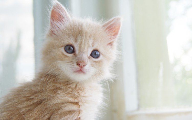 глаза, кот, усы, кошка, котенок, малыш, рыжий, eyes, cat, mustache, kitty, baby, red