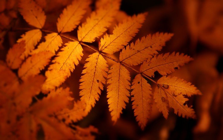 природа, дерево, листья, осень, лист, растение, nature, tree, leaves, autumn, sheet, plant