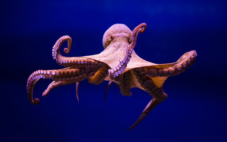 осьминог, щупальца, подводный мир, спрут, осминог, головоногий моллюск, octopus, tentacles, underwater world
