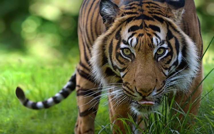 тигр, морда, взгляд, хищник, дикая кошка, tiger, face, look, predator, wild cat