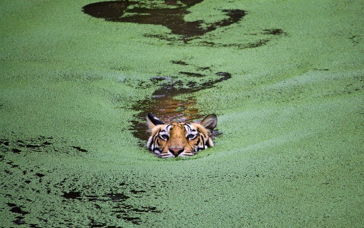тигр, морда, взгляд, хищник, водоросли, плывет, дикая кошк, tiger, face, look, predator, algae, floats