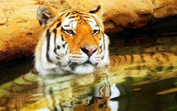 тигр, морда, вода, усы, кошка, взгляд, хищник, tiger, face, water, mustache, cat, look, predator