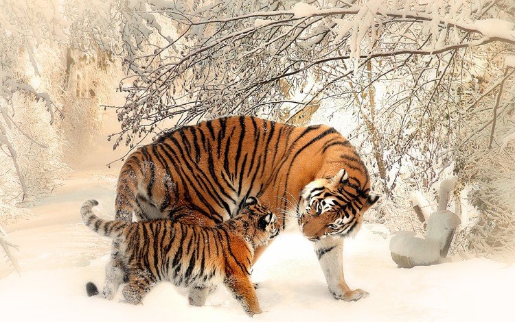 тигр, морда, деревья, снег, зима, хищник, тигренок, tiger, face, trees, snow, winter, predator