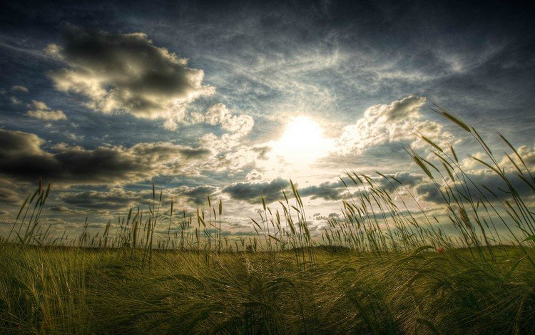 небо, трава, облака, солнце, поле, колоски, the sky, grass, clouds, the sun, field, spikelets