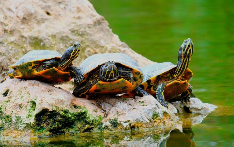 вода, черепаха, панцирь, камень, черепахи, пресмыкающиеся, пресноводная черепаха, water, turtle, shell, stone, turtles, reptiles