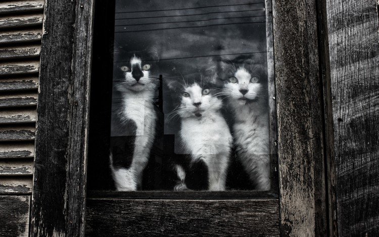 взгляд, чёрно-белое, коты, окно, кошки, стекло, котята, мордочки, look, black and white, cats, window, glass, kittens, faces