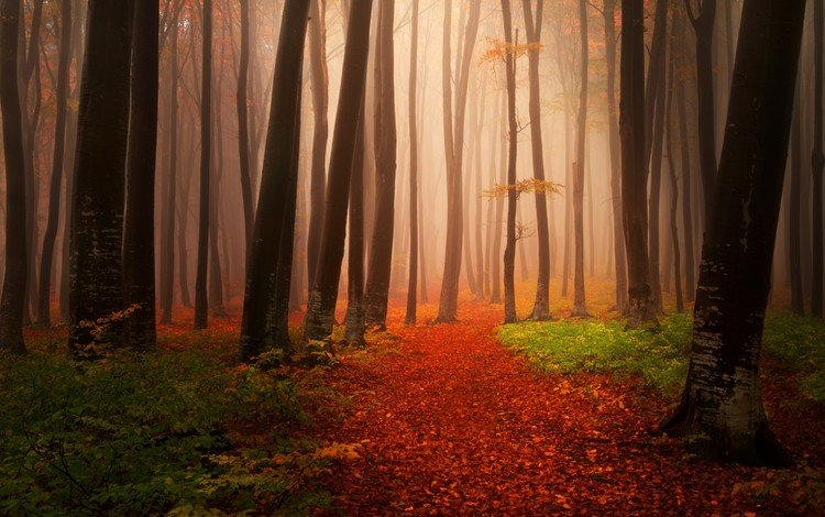 деревья, природа, лес, листья, туман, стволы, осень, тропинка, trees, nature, forest, leaves, fog, trunks, autumn, path
