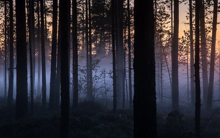 ночь, деревья, природа, лес, туман, стволы, night, trees, nature, forest, fog, trunks