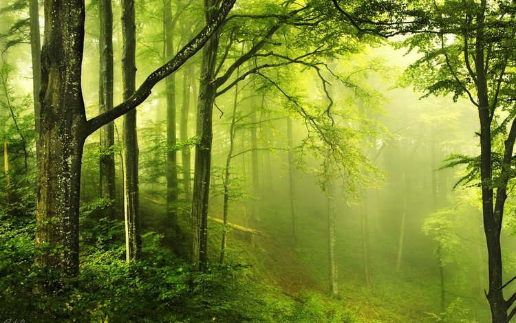 деревья, природа, зелень, лес, пейзаж, туман, мох, trees, nature, greens, forest, landscape, fog, moss